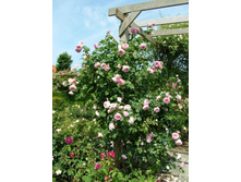 ������ ���� ������.jpg