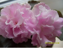 ������� �������