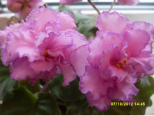 ��-������ ����