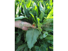 ������ �������� �������� -5,89.jpg