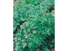 �������� �������� ������������ -5,29.jpg