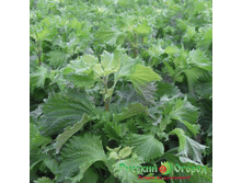 �������� �������� - 8.90.jpg