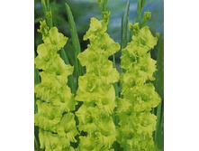 ��������� ���� ����, 10,5���