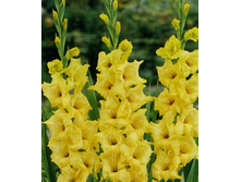 ��������� ���� ����, 8�