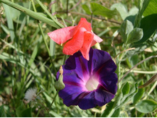 �������� ������� � ������