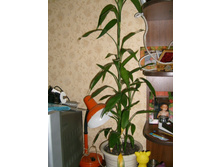 ������� �������