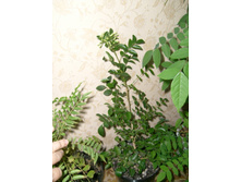 ������� �������