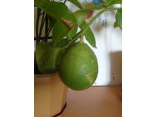 ��� ������ �����