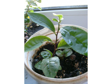 ������� ���������-������ ����