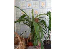 ������� ���������