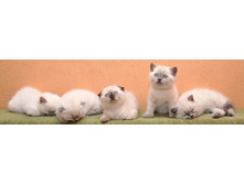 ���� ��������