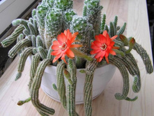 Chamaecereus silvestrii