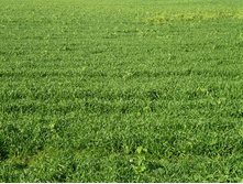 ������� ����. ���� � �����..