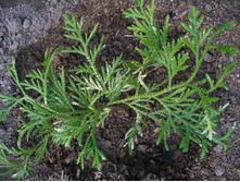 ������ �����������+)