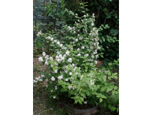 ����� ����� (1,8�)