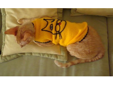 ������ ���������� � ��������