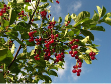 �������� ����������