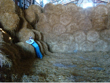 �������................)))