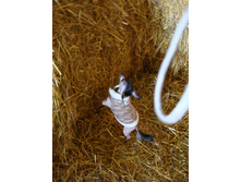 �� �������� ����! ��� ����!