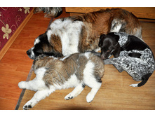 1 003 (�����).jpg