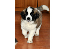 1 018 (�����).jpg