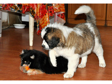 1 019 (�����).jpg