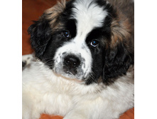 1 034 (�����).jpg