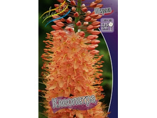 ����� (eremurus) ���������.