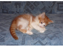 ����, 2,5 ���.