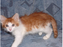 ���� �����