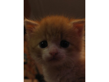 ��� �����