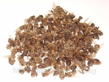 �������� ������ 2500