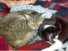 ������� �����