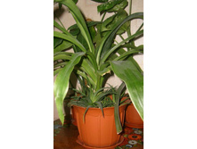 �������+��������