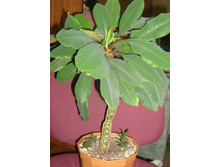 �������+�����������