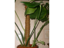 ��������+��������