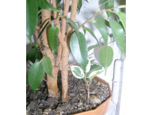 ����� �������+��������