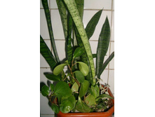 ��� ����������+���������+��������������