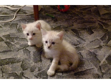 ������ � ���������