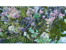 ������ �����