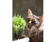 ������ �������� ������