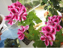 �������� ����������� ����������