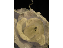 ���� 337.jpg