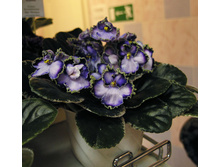 Buckeye Leprechaun Charm.jpg