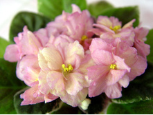 Daria - ���������� ���������, ������ � ������� ������� �� ������������� ��������������� �������..jpg