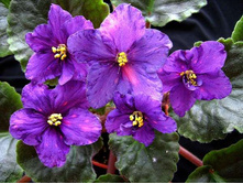 Fantasy Shimmer (B.Borck).jpg