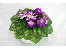 Festive Holliday (Sorano).jpg