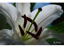 ����� �����.