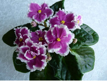 Party Parasol (S.Sorano).jpg