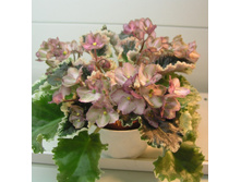 Wild Irish Rose (S.Sorano).jpg